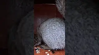 Critter Cam -  Squirrel drama.