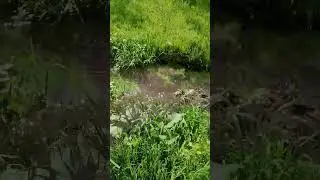 Ukraine nature 🩷🇺🇦 #Ukraine #ukrainenature #river #grass #nature #village
