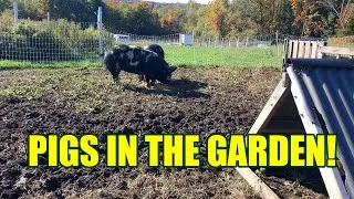 Pigs in the garden?  See how a pig can transform your land!