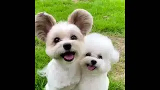 Good morning!❤️ #animal #dog #pet #puppies #gm #funny #животные #animals #животные #кот #cat