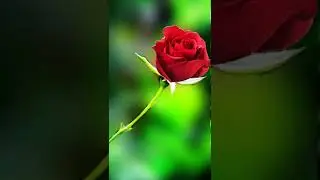 Rose after and before editing 🎭 #shorts #editing #rose #flowers #youtube