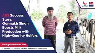 ABS Success Story: Gurmukh Singh Boosts Milk Production with High-Quality Heifers