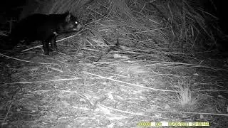 Devils and Quolls