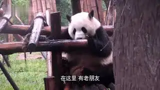 A temporary parting does not mean the end——panda 40