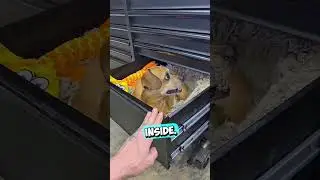 He Closed The Drawer With His Dog Inside 😳 (@fullwarp/TT)