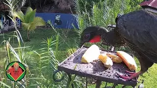 Costa Rica Live Bird Fruit Feeder Cam | Gingerbread Nuevo Arenal