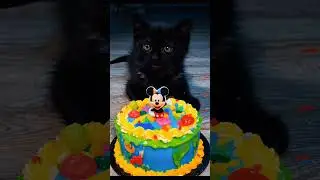 #aiandcats #cat #aicats #funny #animalintelligence #cute #cats #kitten #cutecat #happybirthday #o