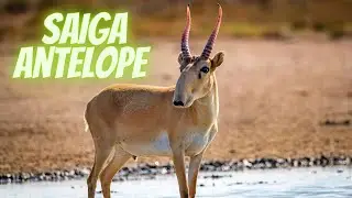 The Fascinating World of Saiga Antelope: Facts and Conservation.