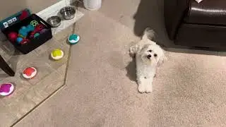 Using dog buttons to talk - day 2 