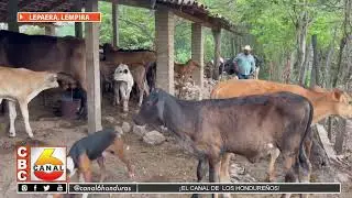 Municipio de Lepaera se destaca por la producción de leche