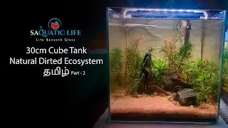 Natural Dirted Fish Tank Tamil - 30cm Nano Cube Part 2 - SAquatic Life-Life Beneath Glass தமிழ்