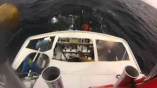Emerald Cay Snapper