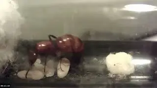 Carpenter Ant, 40 days in 40 minutes timelapse, from eggs to workers