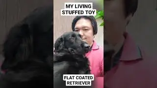 My Living Stuffed Toy #flatcoatedretriever #cutedog #dog #doglover #goldenretriever #labrador  #fyp