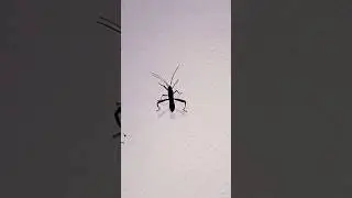 Riptortus #insect bug life micro #nature #magic #ecosystem