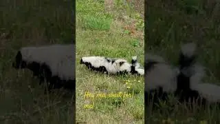 Skunk family on tour! #skunks #babies #nature #wildlife
