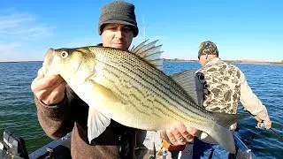 Hybrid and White Bass Fishing with Live Shad & Deadsticking Flukes ft. Uncle Tim