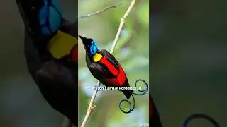 Wilson&rsquo;s Bird of Paradise: Nature&rsquo;s Most Colorful Wonder | Rare Bird Beauty.