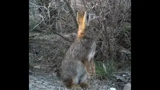 Pygmy Rabbit survey with ODFW in 2021