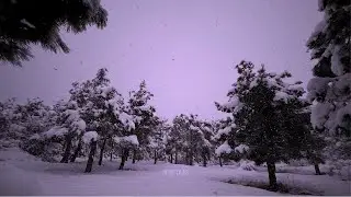Neige Lilas &ndash; Ambient Winter Music | Snowy Pines & Falling Snow ❄️