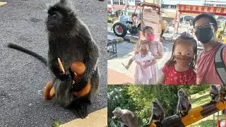 Monkey Hill | Malaysia tourist attraction |Bukit Melawati, Kuala Selangor