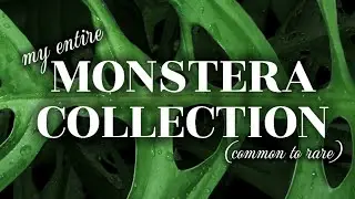 Monstera TOUR! ALL The Spicies I Own - common to RARE 💚