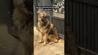 CAUCASIAN SHEPHERD, AND PITBULL #puppy #dogs #dogs #dogshorts #dogshorts #pets #viraldog #fyp ￼
