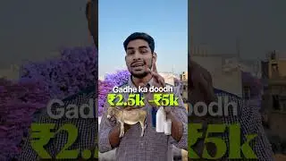 Donkey Milk For 1.5 Crore #newvideo #shorts #interestingfacts #facts #newvideo #knowledgeispower