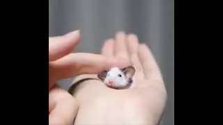 cute baby rat #shorts