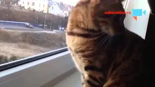 Kocka mluvi na ptacky