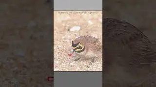 Horned lark hunts for insects along a sand dune #wildlife #hunting