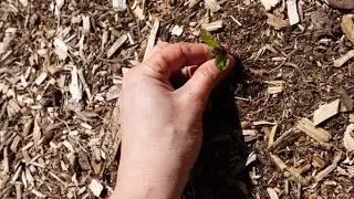The Worst Weed I Have | Bindweed History and Smothering Methods, Part 2 of 4