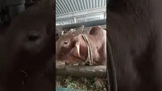 🌾 Cows Enjoying Fresh Green Fodder | Soothing Farm Scenes
