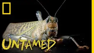 The Ever-Evolving Giant Grasshopper | Untamed