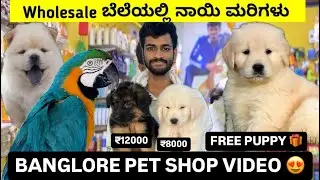 TOP QUALITY PUPPIES FOR SALE IN BANGLORE | FREE PUPPY GIVEAWAY | BANGLORE PET  SHOP | #banglore#dogs
