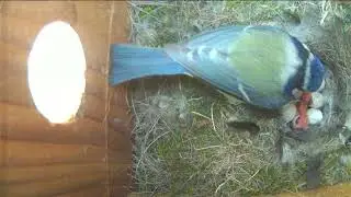 Blue tit chick hatching