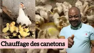10 canetons en chauffage : Coment &Eacute;lever les canards