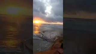 Ladyfish dangerous when fishing with Lures #shorts