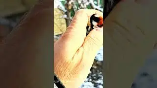 The best goldfinches arrive in winter! bird migration, goldfinch #shorts #goldfinch