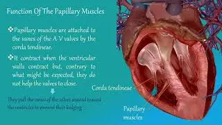 Function of Papillary Muscles Explained | Cardiac Physiology