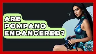 Are Pompano Endangered? - The Marine Life Explorer