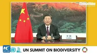 LIVE: President Xi Jinping delivers speech at UN Biodiversity Summit