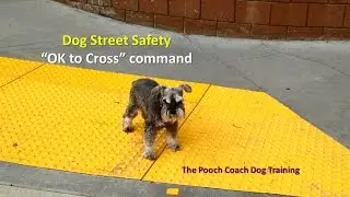 Save your dog's life - Teach her to respect the street!