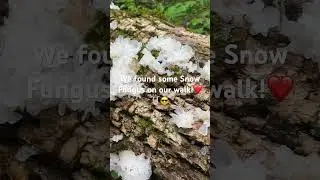 Snow Fungus