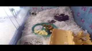 Cheeks and Squeaks Live Stream