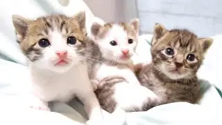 Симпатичные котята смотрят в камеру [Котята, охраняемые кошки]