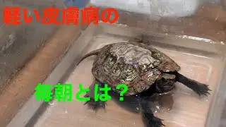 皮膚病があるニホンイシガメのモーニングルーティーン