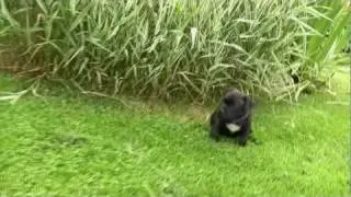 Staffordshire Bull Terrier Puppies by Redchain