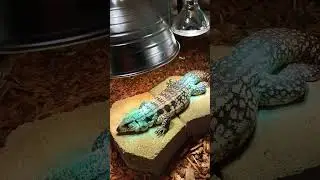 Tegu Basking In the Light #tegu #teguhofficial #reptiles #reptile #cage #heatlamp #animals #pets