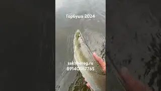 Горбуша 2024 #сахалин #рыбалка #туризм #fishing #рыба #сахалин #нахлыст